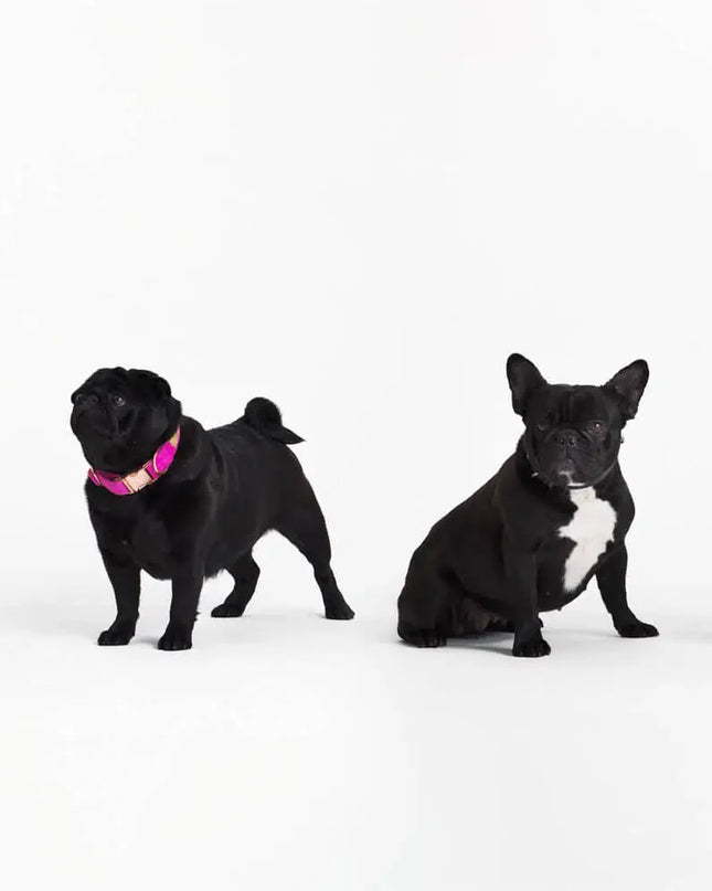 Viele Morgen Socken - Winzige kleine Hunde